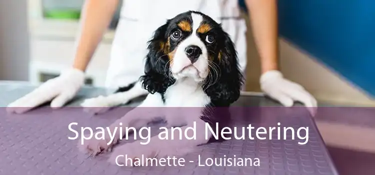 Spaying and Neutering Chalmette - Louisiana