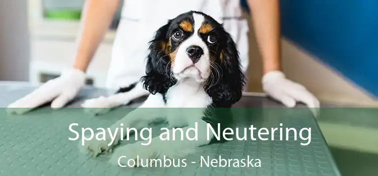 Spaying and Neutering Columbus - Nebraska