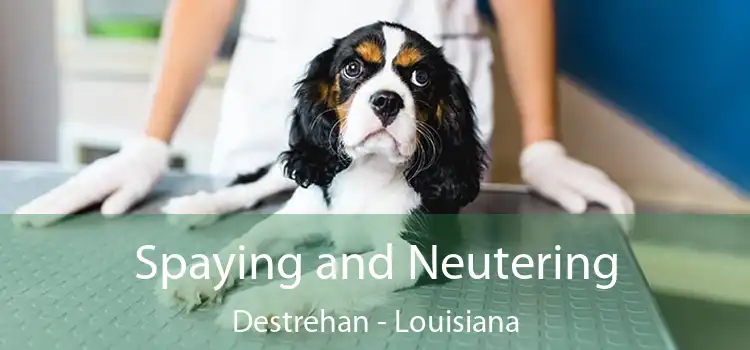 Spaying and Neutering Destrehan - Louisiana