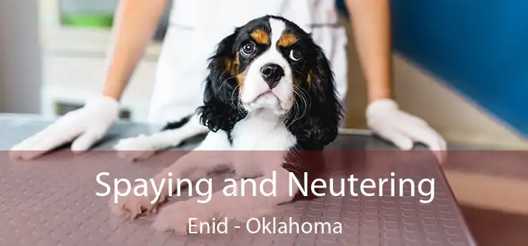 Spaying and Neutering Enid - Oklahoma