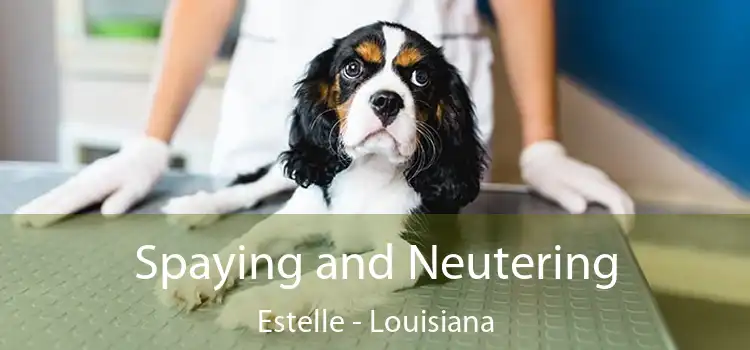 Spaying and Neutering Estelle - Louisiana