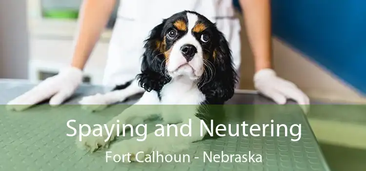 Spaying and Neutering Fort Calhoun - Nebraska