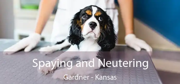 Spaying and Neutering Gardner - Kansas