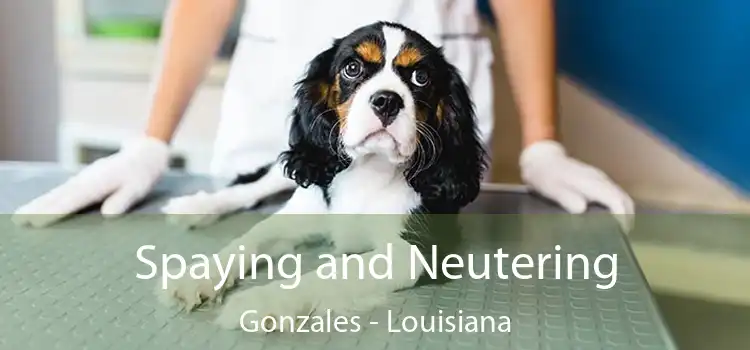 Spaying and Neutering Gonzales - Louisiana