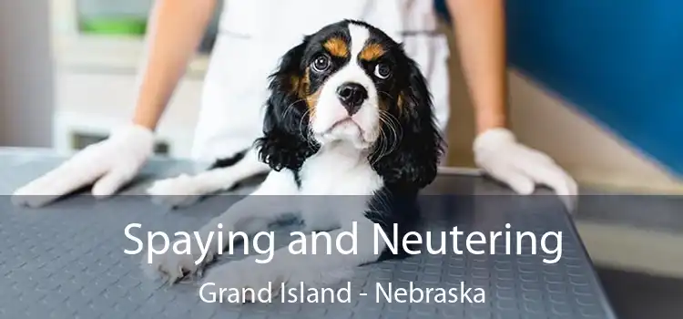 Spaying and Neutering Grand Island - Nebraska