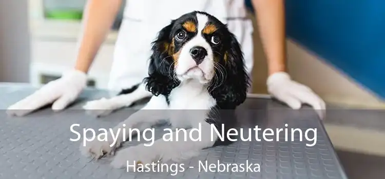 Spaying and Neutering Hastings - Nebraska