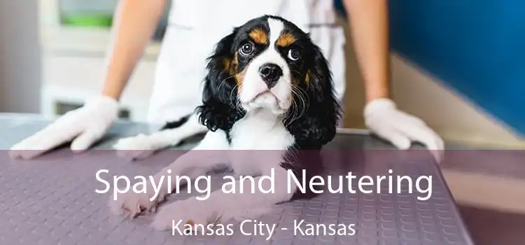 Spaying and Neutering Kansas City - Kansas