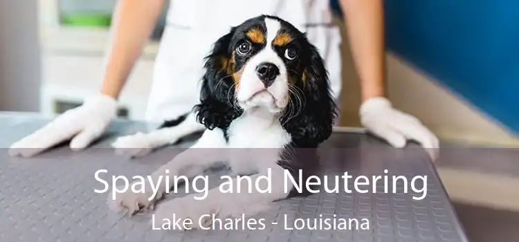 Spaying and Neutering Lake Charles - Louisiana