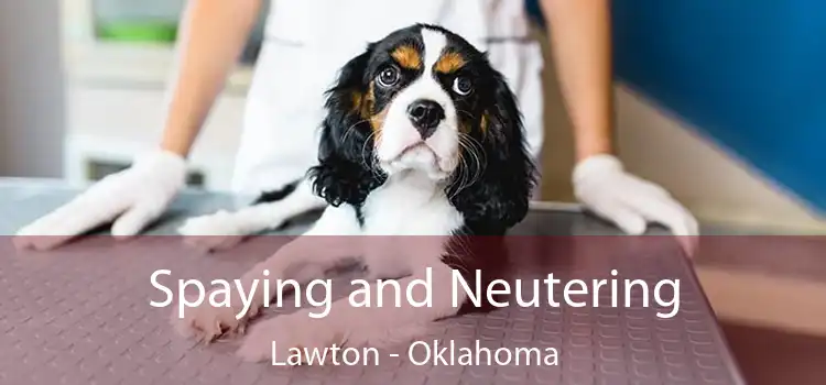 Spaying and Neutering Lawton - Oklahoma