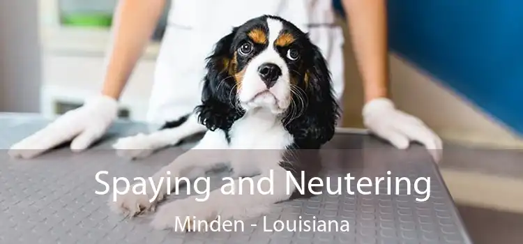 Spaying and Neutering Minden - Louisiana