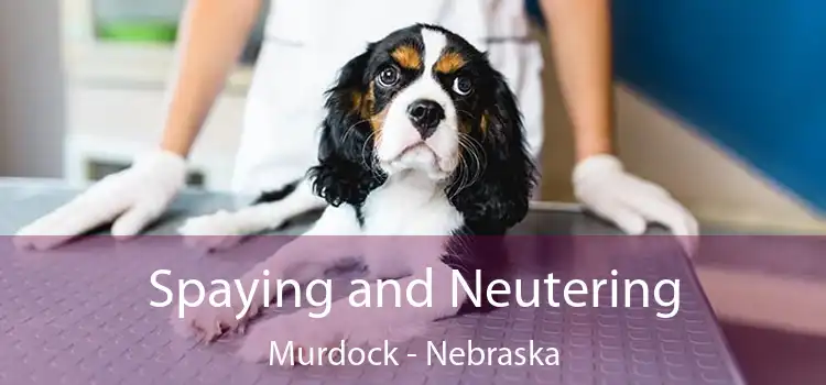 Spaying and Neutering Murdock - Nebraska