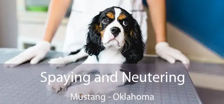 Spaying and Neutering Mustang - Oklahoma