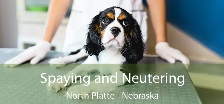 Spaying and Neutering North Platte - Nebraska