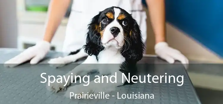 Spaying and Neutering Prairieville - Louisiana