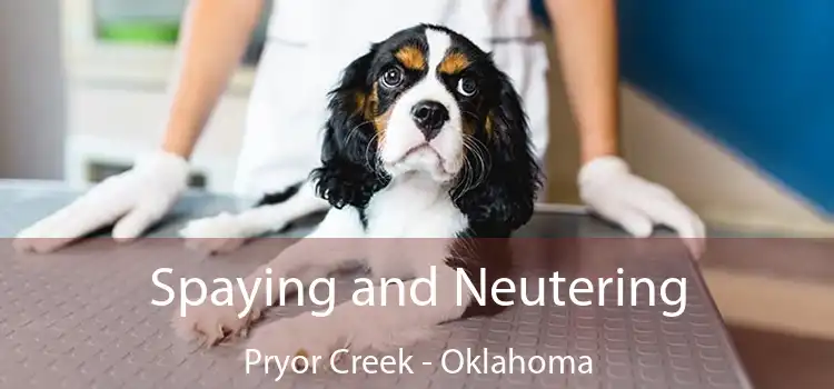 Spaying and Neutering Pryor Creek - Oklahoma