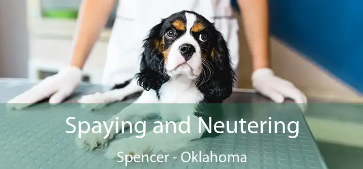 Spaying and Neutering Spencer - Oklahoma