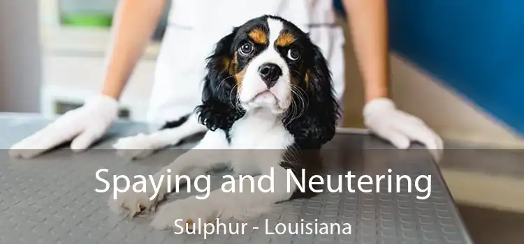 Spaying and Neutering Sulphur - Louisiana