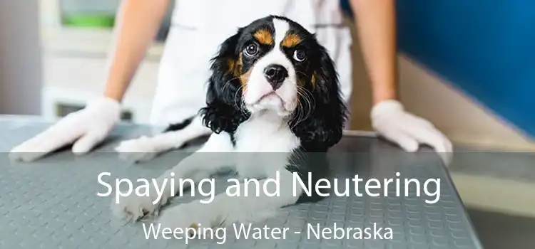 Spaying and Neutering Weeping Water - Nebraska