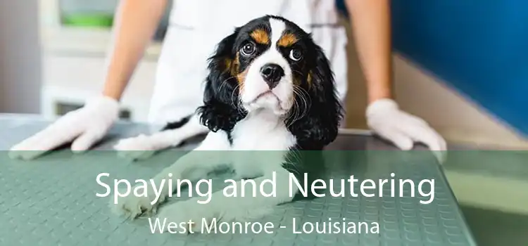 Spaying and Neutering West Monroe - Louisiana