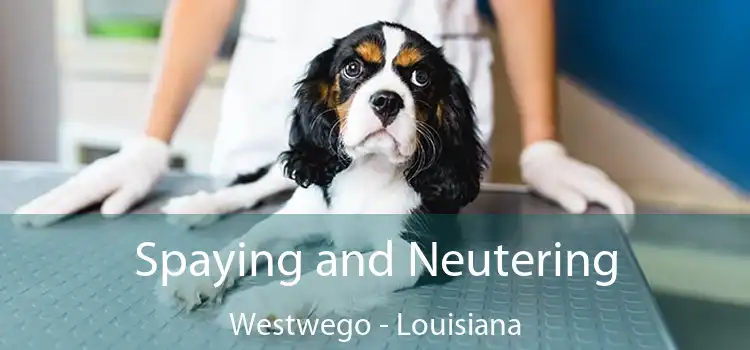 Spaying and Neutering Westwego - Louisiana