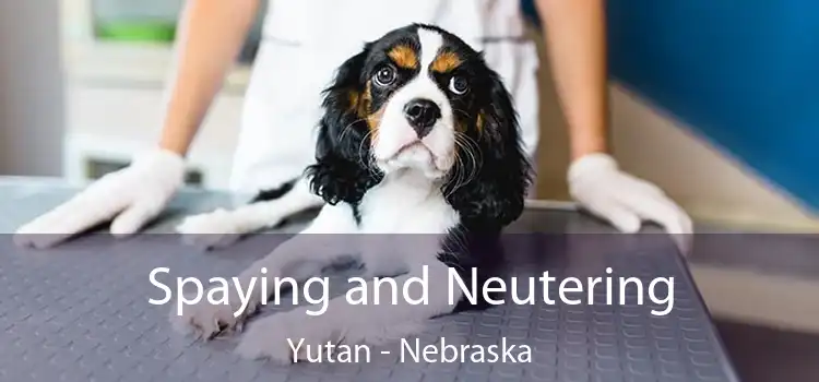 Spaying and Neutering Yutan - Nebraska