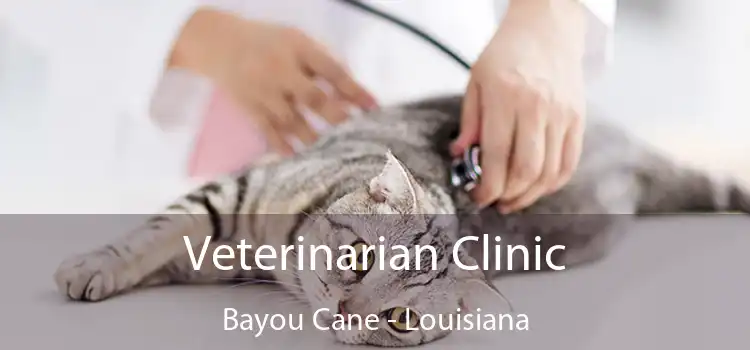 Veterinarian Clinic Bayou Cane - Louisiana