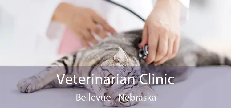 Veterinarian Clinic Bellevue - Nebraska