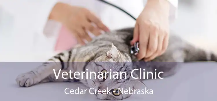 Veterinarian Clinic Cedar Creek - Nebraska