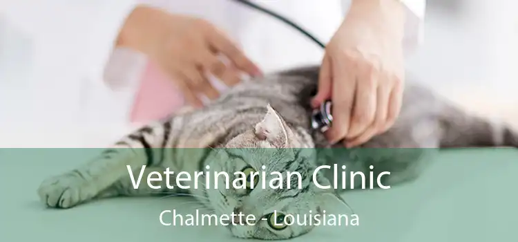 Veterinarian Clinic Chalmette - Louisiana