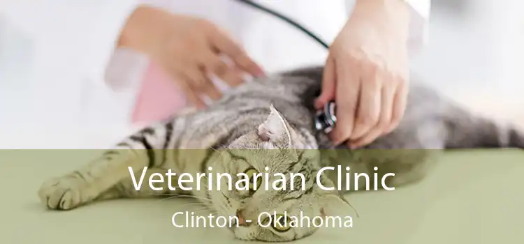 Veterinarian Clinic Clinton - Oklahoma