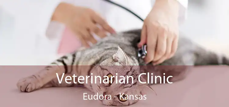 Veterinarian Clinic Eudora - Kansas