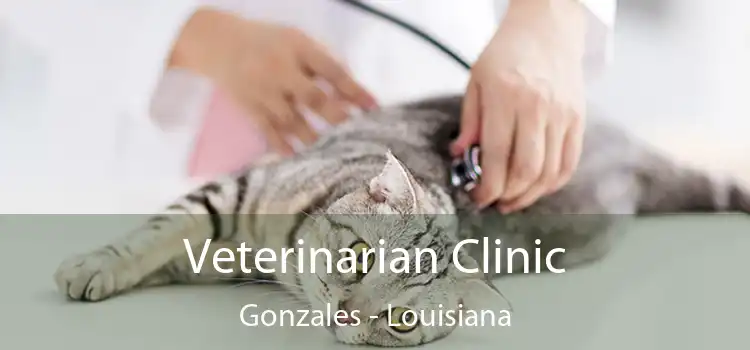 Veterinarian Clinic Gonzales - Louisiana