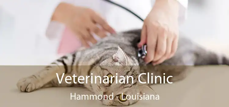 Veterinarian Clinic Hammond - Louisiana