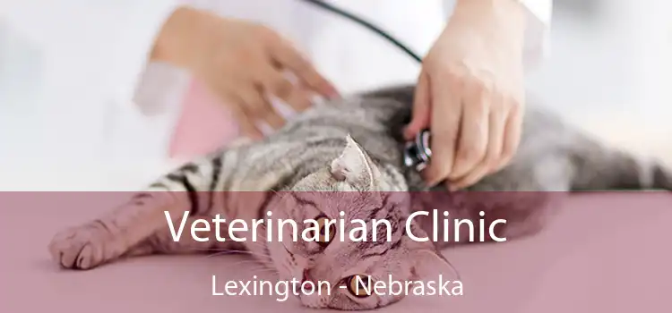 Veterinarian Clinic Lexington - Nebraska