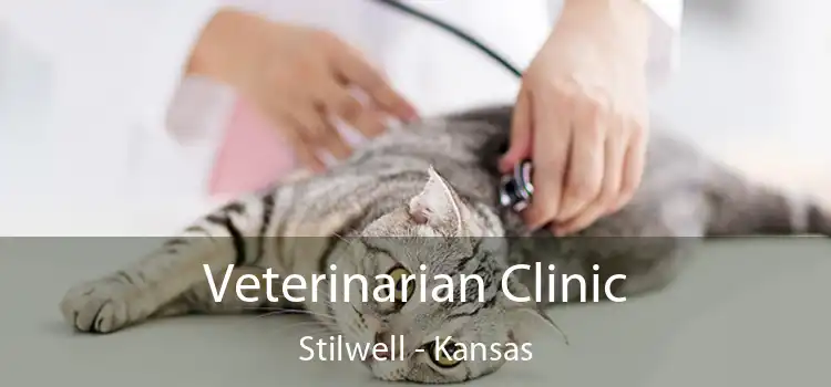 Veterinarian Clinic Stilwell - Kansas