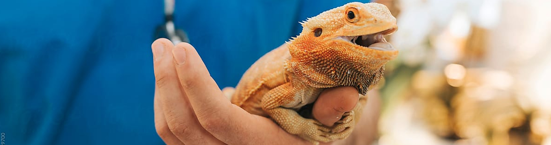 Reptile Vet New Orleans - 24 Hour Reptile Vet Near Me